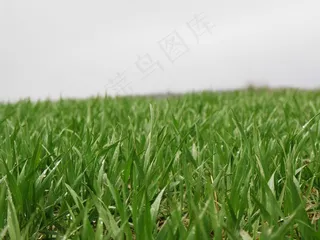 草，草叶，草地，场，绿色，自然