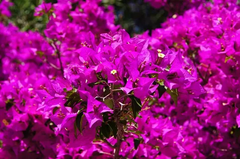 九重葛,鲜花,紫色 九重葛,鲜花,紫色