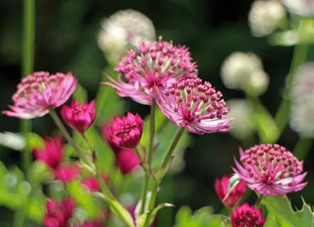 开花,盛开,粉红色Masterwort,Masterwort,Umbel 开花,盛开,粉红色Masterwort,Masterwort,Umbel