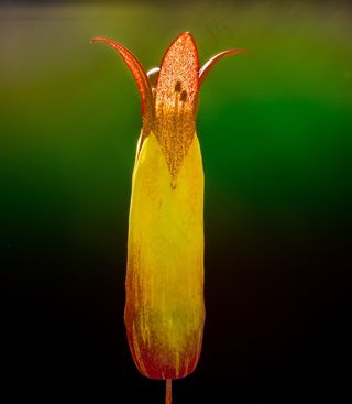 歌德植物，开花，盛开，Kalanchoe Pinnata