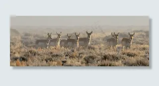 叉角羚，牛群，野生动物，自然，荒野，草