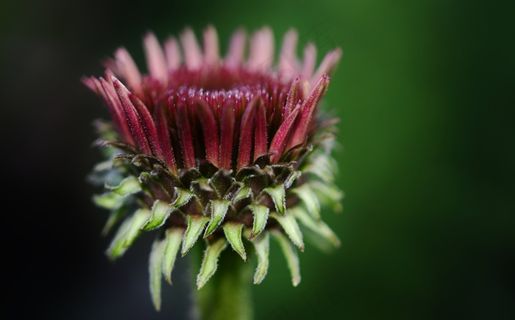 花，花的，开花，自然，春天，夏天，盛开
