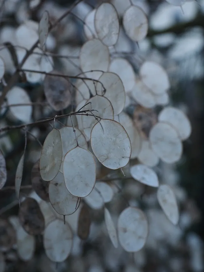 银叶，Lunaria，Silberling，犹大先令