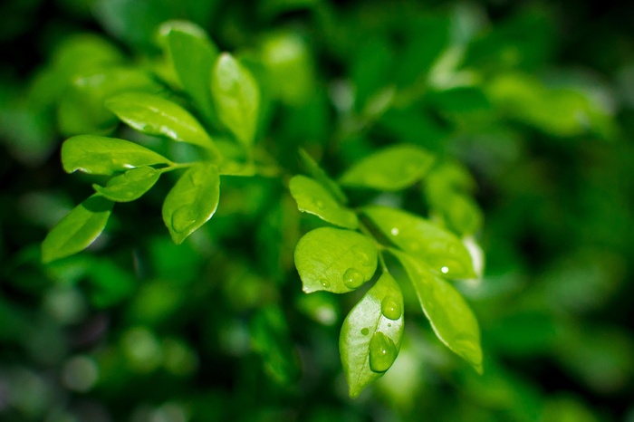 叶子，湿，水滴，雨，绿色，郁郁葱葱，植物