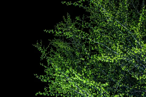 灌木，夜晚，闪光灯，叶子，照明，植物