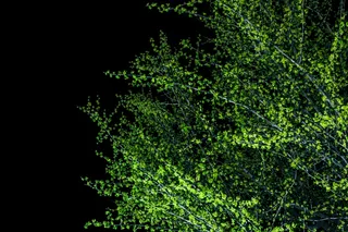 灌木，夜晚，闪光灯，叶子，照明，植物