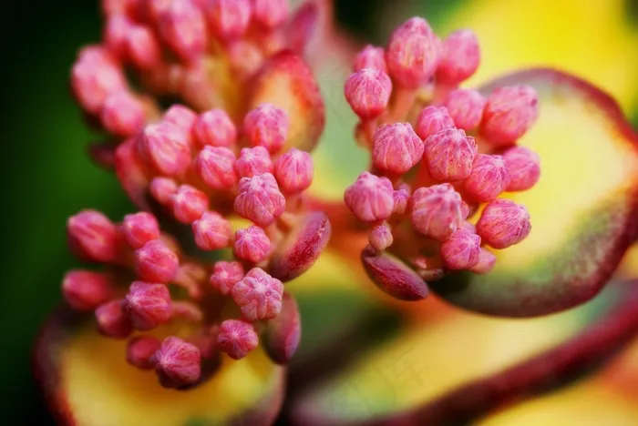 Hylotelephium Sieboldil，花蕾，宏，特写