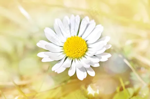 雏菊，花，开花，黄色，白色