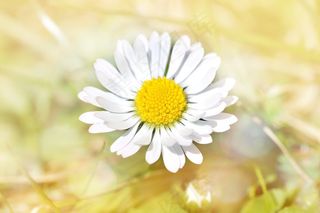 雏菊，花，开花，黄色，白色