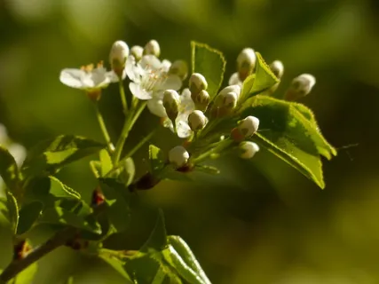 苹果花,分支机构,道路,鲜花,芽,苹果树 苹果花,分支机构,道路,鲜花,芽,苹果树