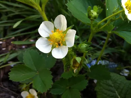 草莓花,开花,草莓,花园 草莓花,开花,草莓,花园