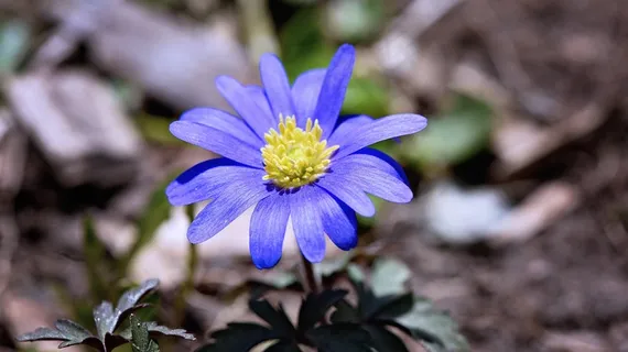 巴尔干海葵,Strahlen海葵,花,植物,开花 巴尔干海葵,Strahlen海葵,花,植物,开花