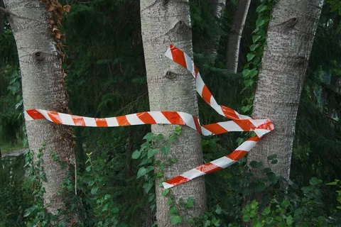 鱼类,虫子,富士红白锦鲤,树,蛇,向右箭头