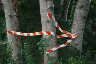 鱼类,虫子,富士红白锦鲤,树,蛇,向右箭头