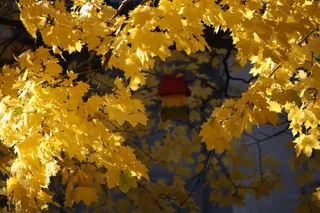 蒙特利尔，加拿大，枫，自然，植物，自然