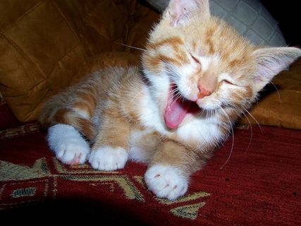 猫，年轻的猫，顽皮，宠物，Mieze，猫的眼睛