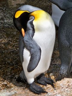 企鹅王，睡着了，特写，鸟，企鹅，累