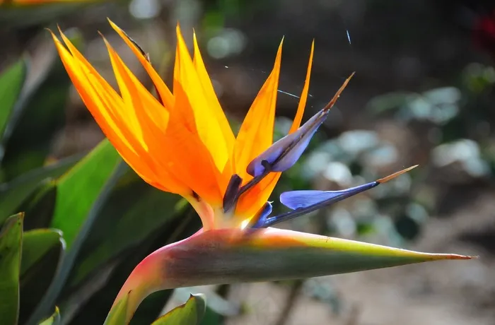 鹤望兰，花，黄色，花园