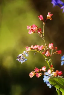 小花,春天,蓝色花,红色花,散景 小花,春天,蓝色花,红色花,散景