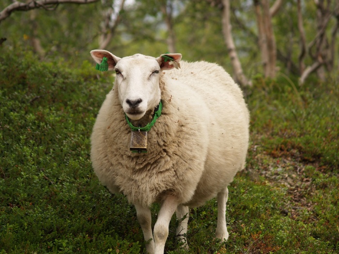 羊，眨眼，动物，眨眼，可爱，自然，自然