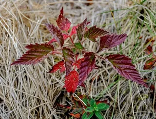 多彩，叶子，性质，秋天，秋季，红色，紫色