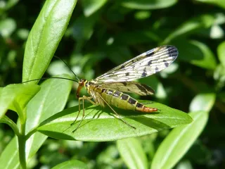 昆虫，社区，动物，自然，宏，Panorpidae