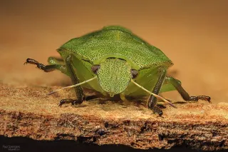 错误，想要，自然，宏