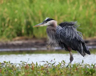 大自然，蓝鹭，池塘，鸟，湖泊风景，动物，野生动物