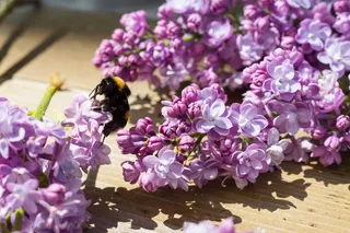悍马，丁香，开花，布什，植物，春天