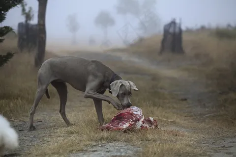 狗,肉,狩猎,屠体,饲料,吃,犬 狗,肉,狩猎,屠体,饲料,吃,犬