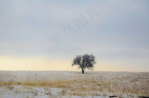 树，冬季，蓝色，自然，天空，景观，雪
