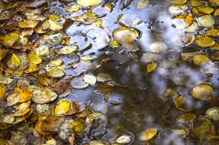 水坑，镜像，叶子，秋季，下雨，离开