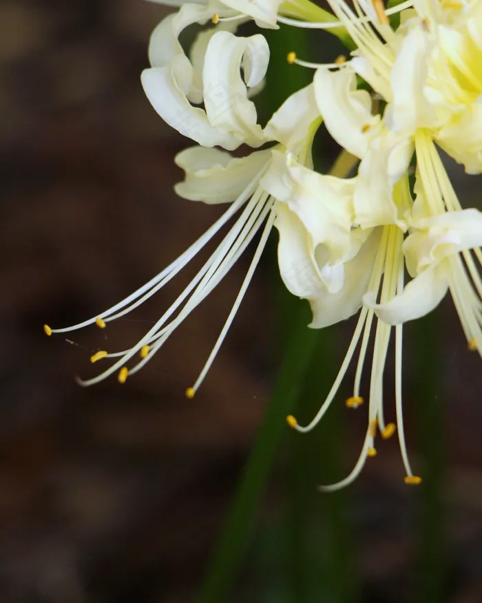 白花，束鲜花，性质，花瓣