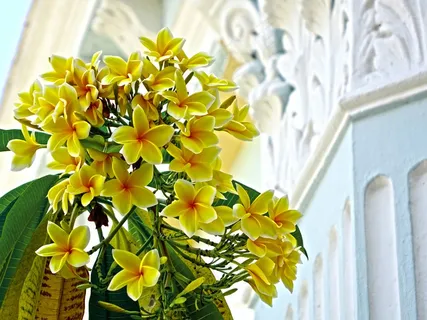 鸡蛋花,黄色,花,热带,开花,盛开 鸡蛋花,黄色,花,热带,开花,盛开