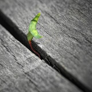 植物，幼苗，植物从缝隙中生长，绿色