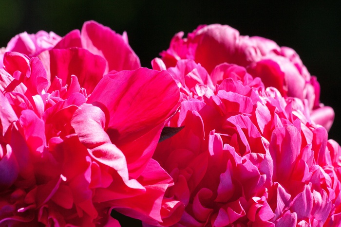 五旬节，牡丹，花，性质，植物区系，春天