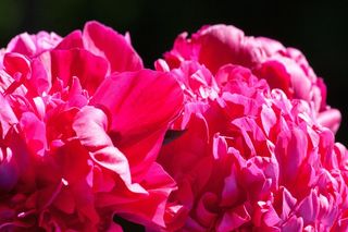 五旬节，牡丹，花，性质，植物区系，春天