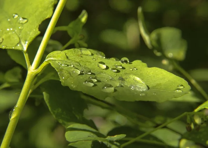 绿色，叶子，自然，植物，雨滴，森林