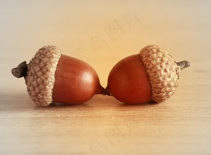 橡子,橡树,棕色,种子,夫妇,两个,帽子,友谊 橡子,橡树,棕色,种子,夫妇,两个,帽子,友谊