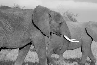 非洲象,图画,卡通动漫人物,犀牛,印度犀,大象在山上的黑白图像