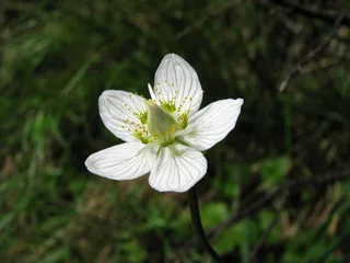 沼泽甜心，学生小花，开花，盛开