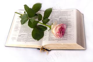 植物,多肉植物,花盒,盆栽植物,一支玫瑰,玫瑰在打开的书