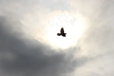 鸟,天空,飞行,鸽子,笔,翅膀,性质,天空 鸟,天空,飞行,鸽子,笔,翅膀,性质,天空