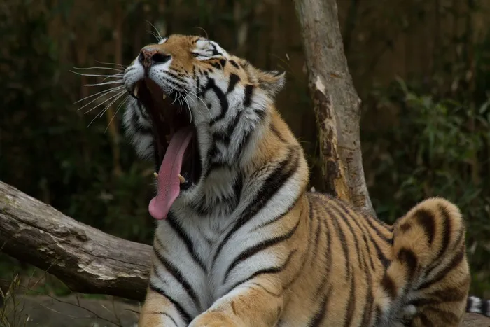 虎，困，动物园，野猫，放松