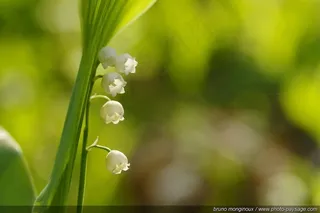 Wild_lilly_of_the_valley_-04