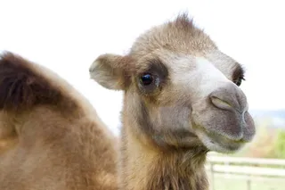 动物，骆驼，头，脸，毛皮
