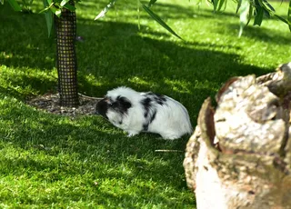 豚鼠之家，Cavia Porcellus，豚鼠，虎科
