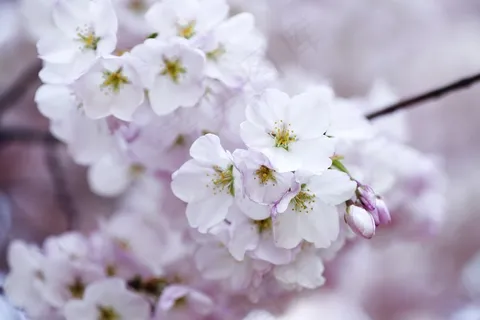 樱花,花,开花,浪漫,日本 樱花,花,开花,浪漫,日本