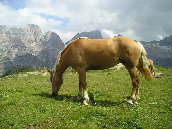 马，放牧，牧场，棕色，Haflinger，母马，种马