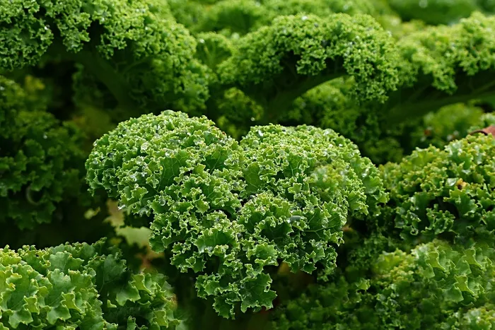 植物，羽衣甘蓝，秋冬蔬菜，花园